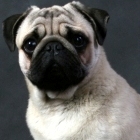 pugsik