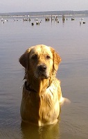 Адель