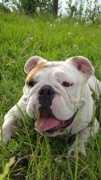 Bulldogs